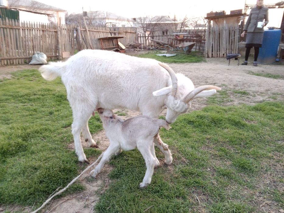 Сауын ешкі, занен, ешкы