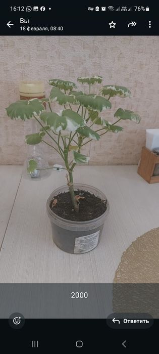 Комнатные растения