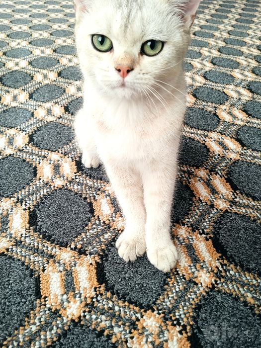 Zotdor mushuk sotiladi