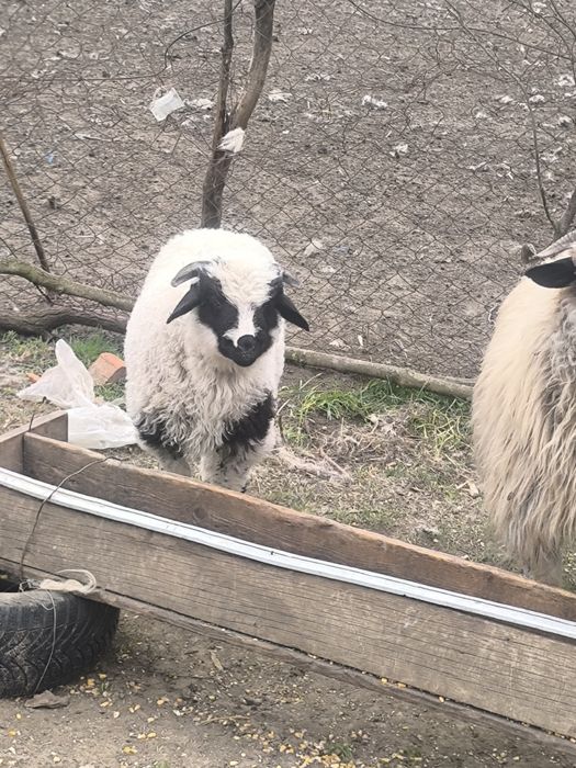 Mielute și berbecuți disponibili