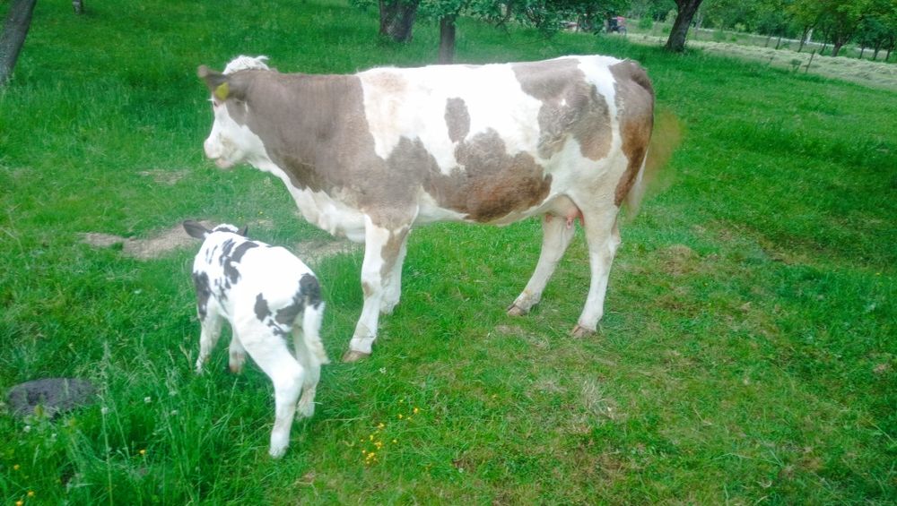 Vaca, juninca bălțată cu vițel