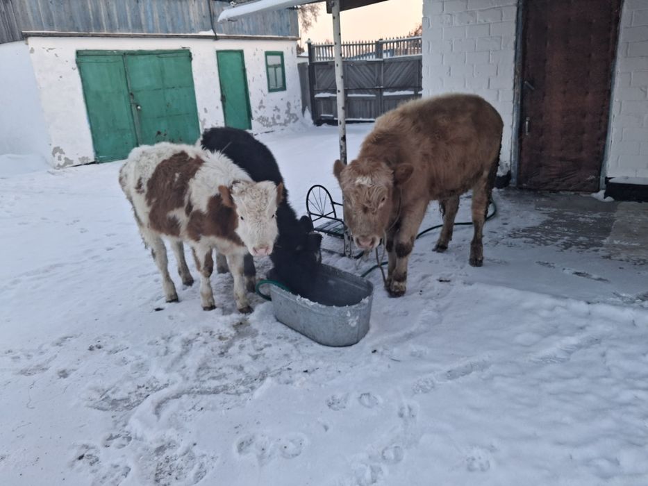 Бычки и телечка продам за 980