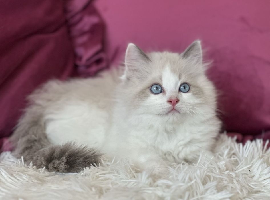 Регдол / Ragdoll / котенца