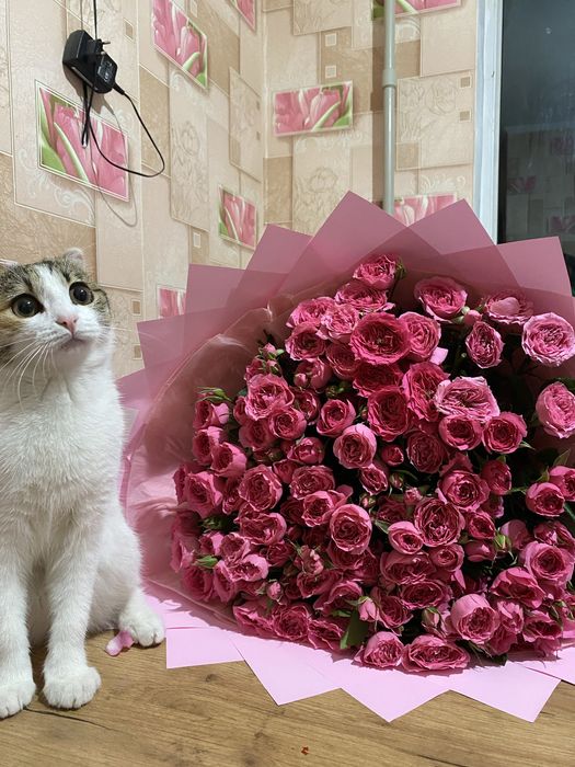 Продается кошка веслоухая