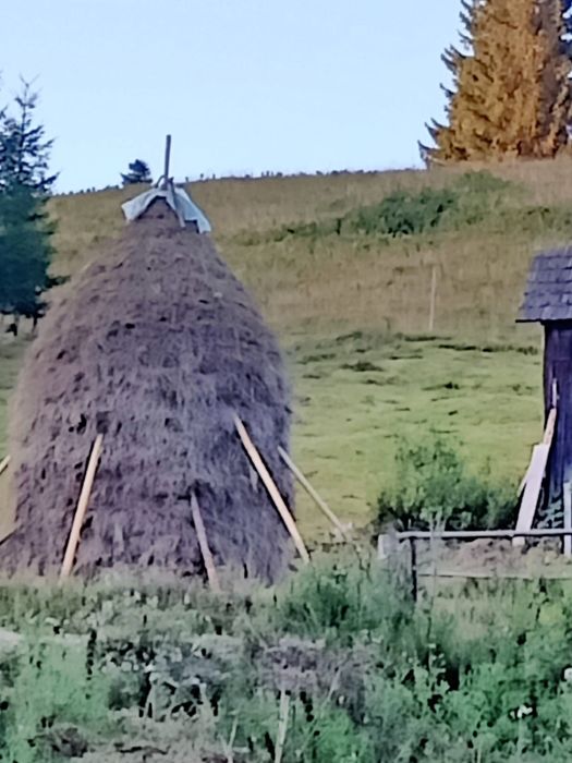 Fan de vanzare, se afla in Argel, Moldovita