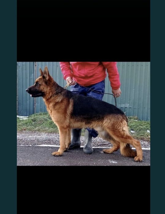 Немецкий щенки овчарки