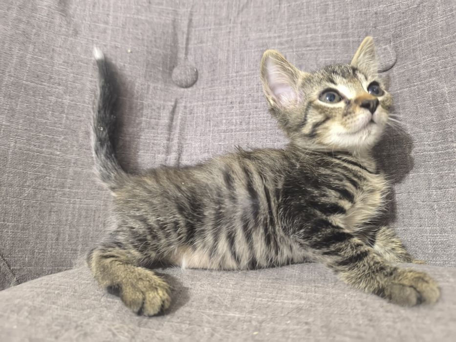 Котенок в поиске дома