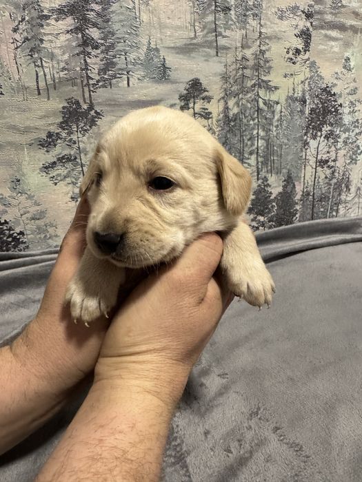 Продам лабрадоров