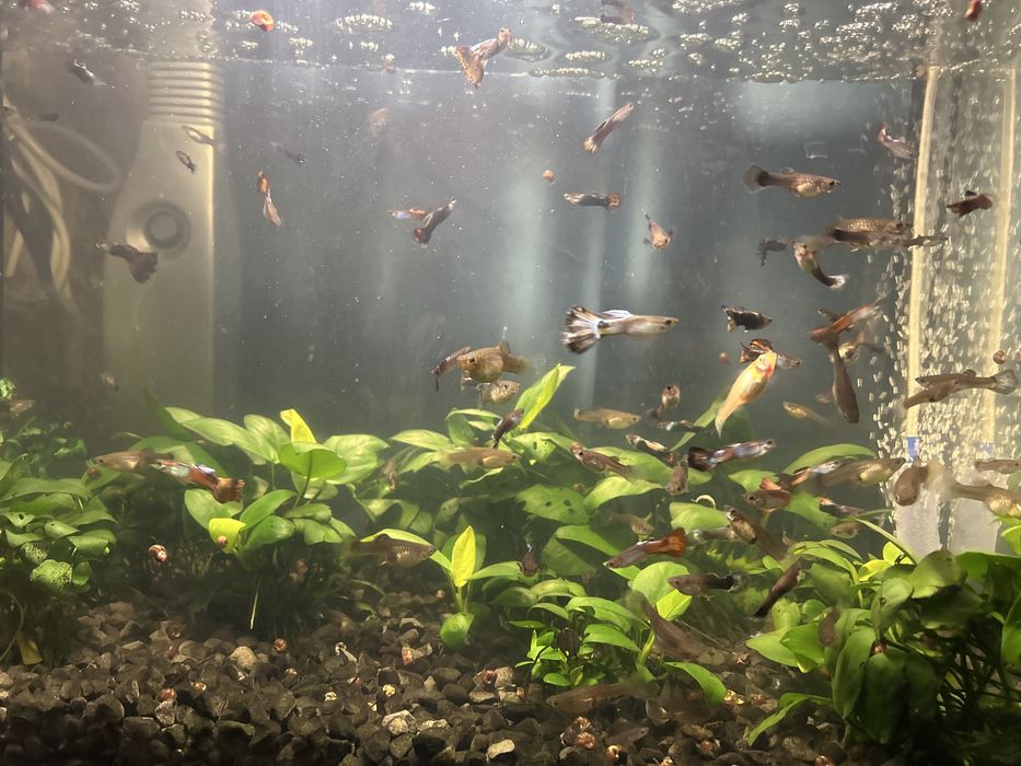 Гуппи рыбки самки самцы