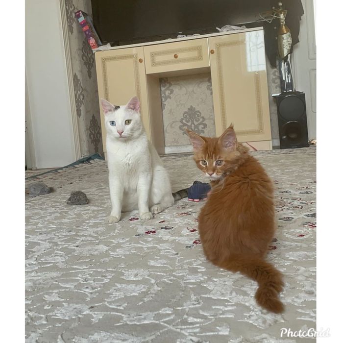 Кот турок в хорошие руки