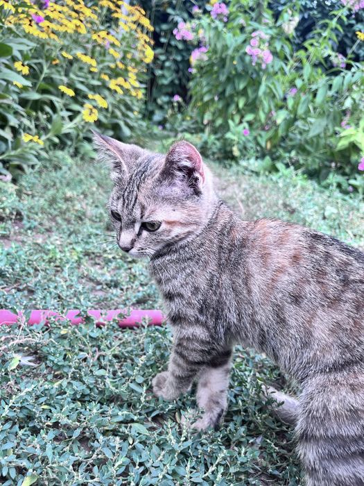 Отдам котенка в добрые руки