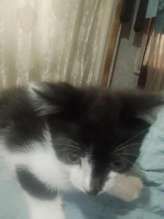 Отдам даром милых котят