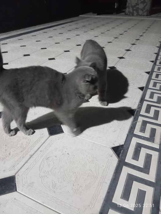 Dost bilan jinsiy aloqa uy vazifasi