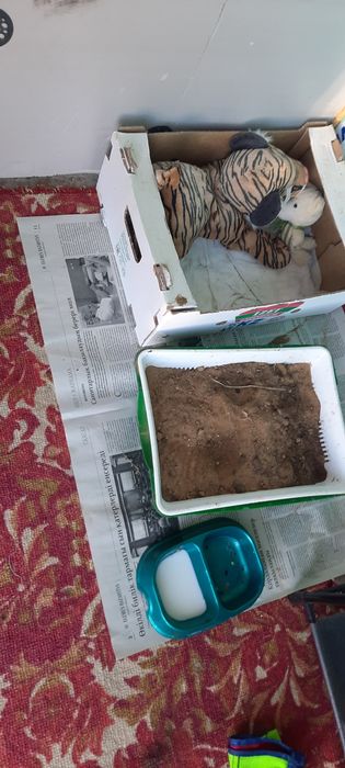 Отдам даром Кошку