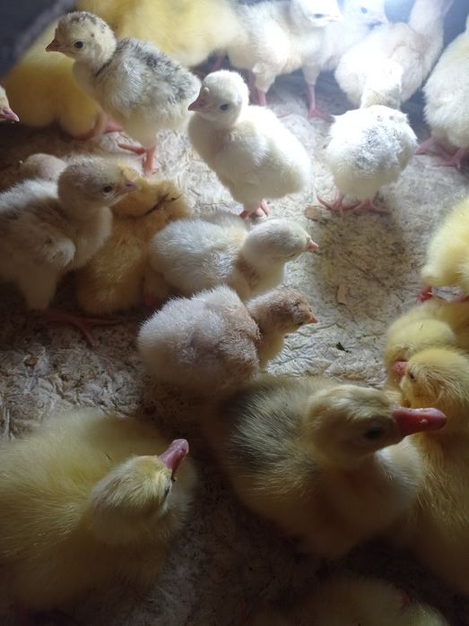 Индюшата домашние