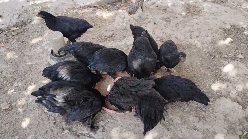 Жерси ва дурагай жерси жужалар
