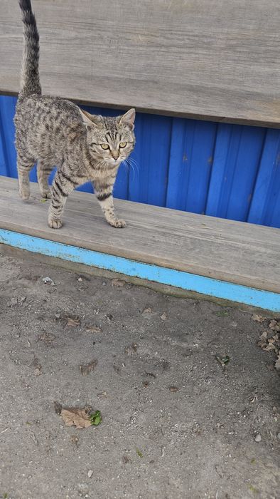 Отдам котёнка  6 месяцев