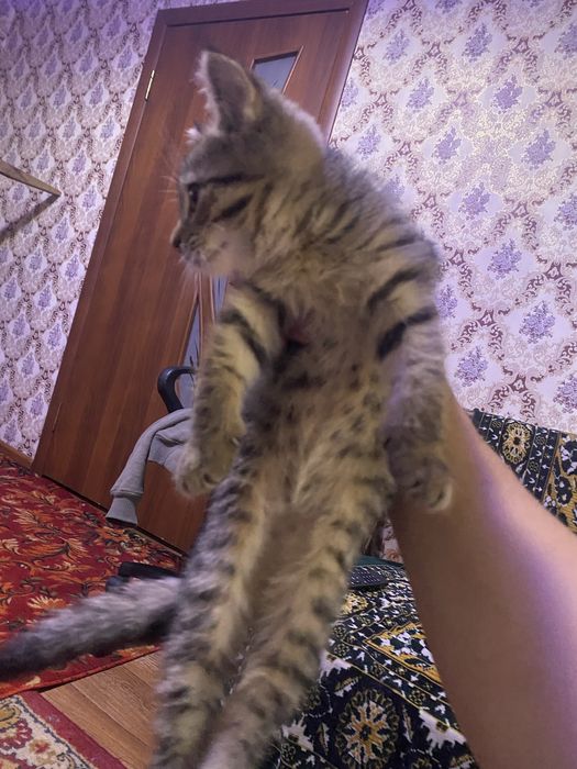 Котята бесплатно айнабулак
