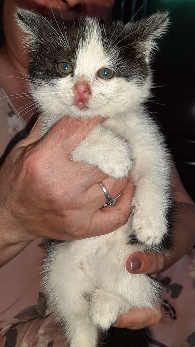 Котята домашние в добрые руки