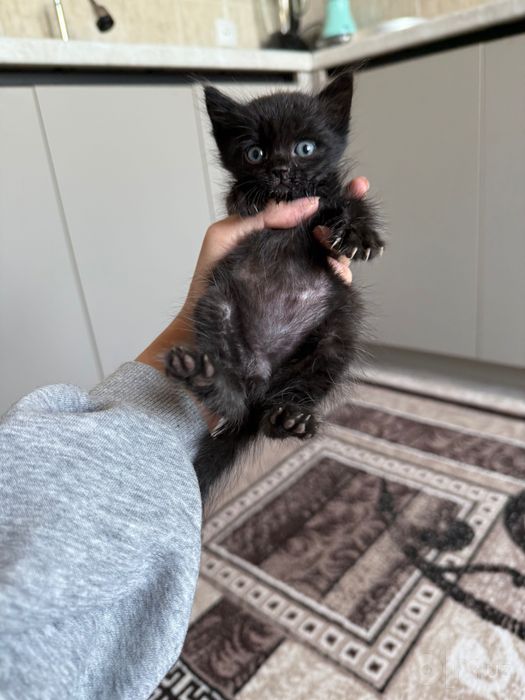 Отдам котенка в хорошие руки