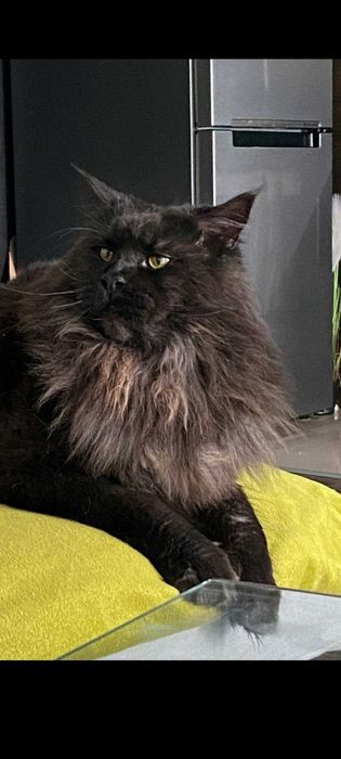 Малки Котенца Мейн Кун