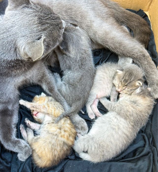 Малыши котята ищут свои дома.