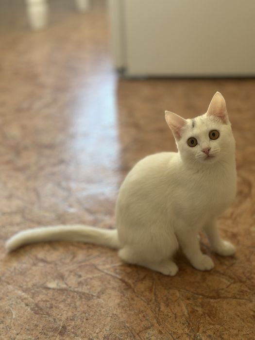 Отдам котенка в добрые руки