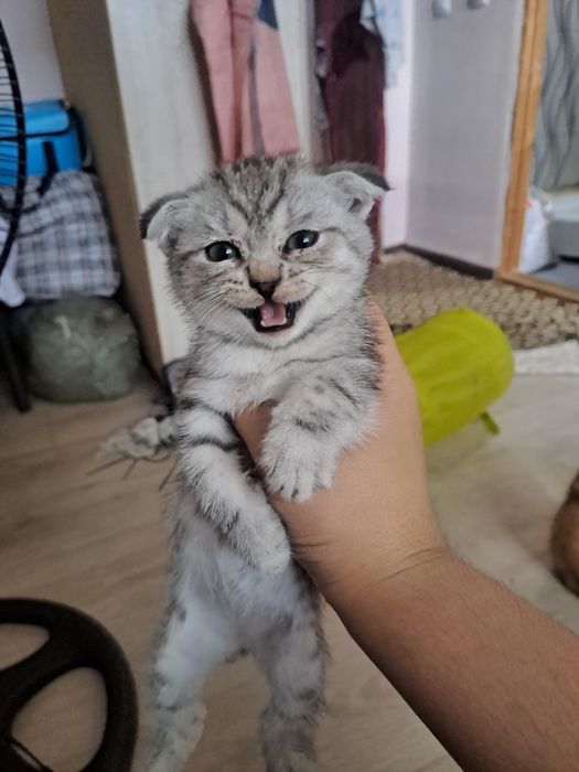 Британские кошки