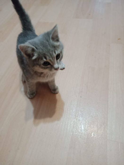 Котёнок девочка в добрые ручки