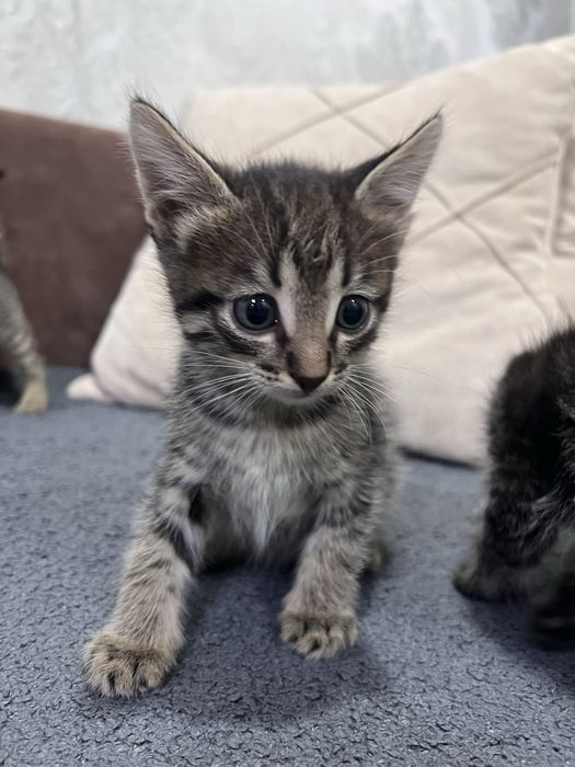 Отдам в добрые руки котят