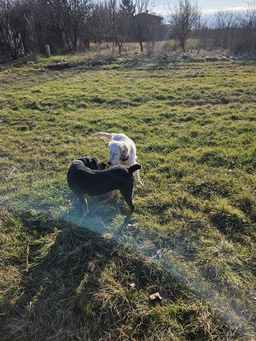 Подарявам английски сетер и гонче