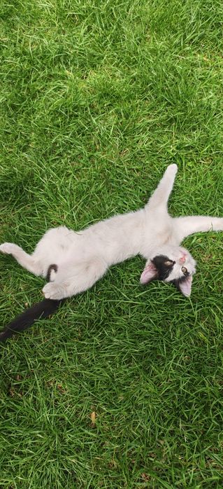 Отдам Котёнка в добрые руки