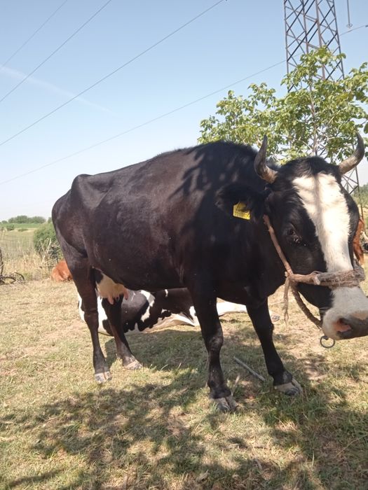 Екі бас сауын сиыр