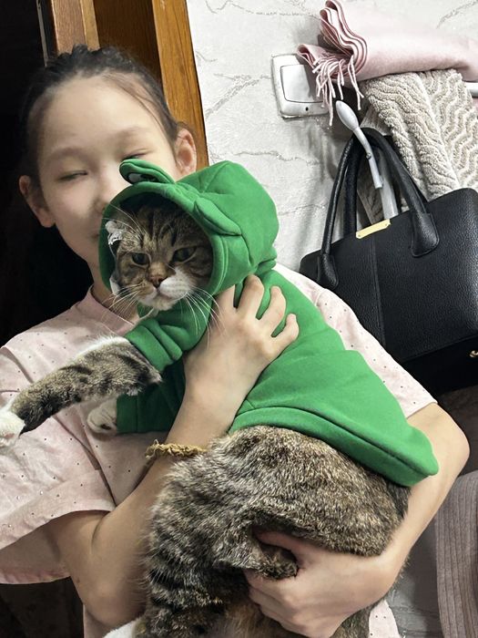 Кот в хорошие руки