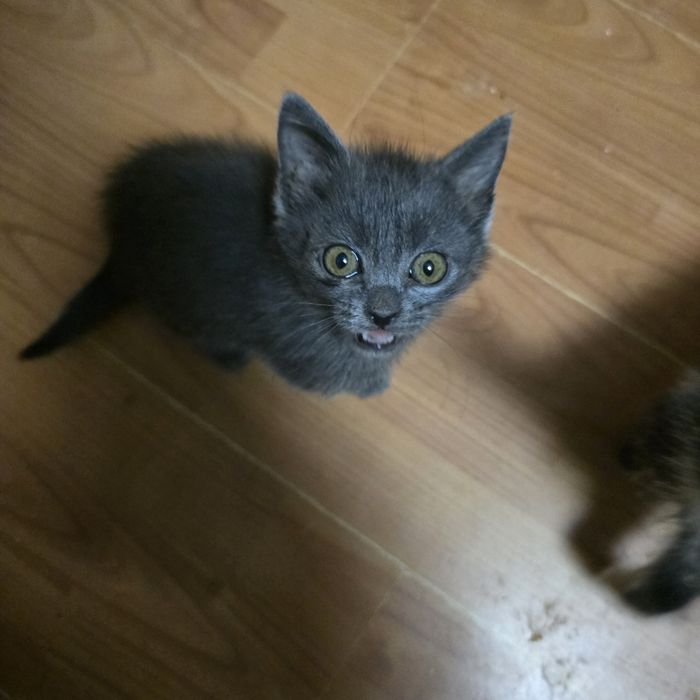 Подаряваме коте женско на 3 месеца