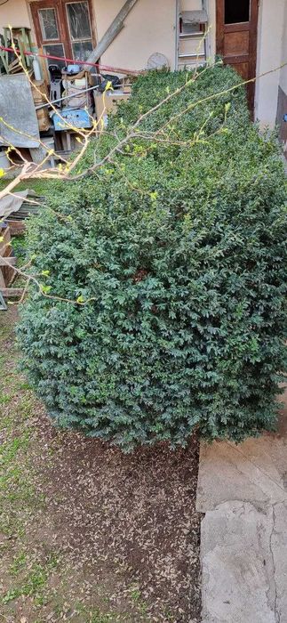 Самшит вечно зелёный, деревца шпанки. Продаю.
