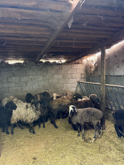 Кой сатылады продаются бараны