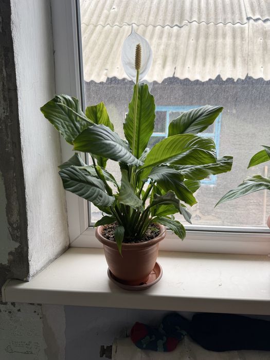 Комнатные растения.