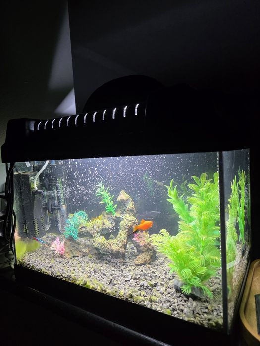Vand acvariu 25 litri complet fara pesti