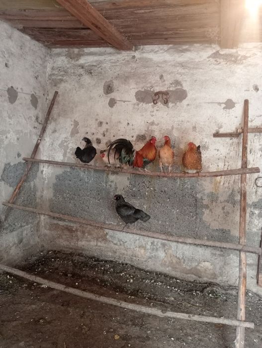 Продам карликовых курей