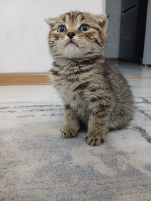Шотландские вислоухие