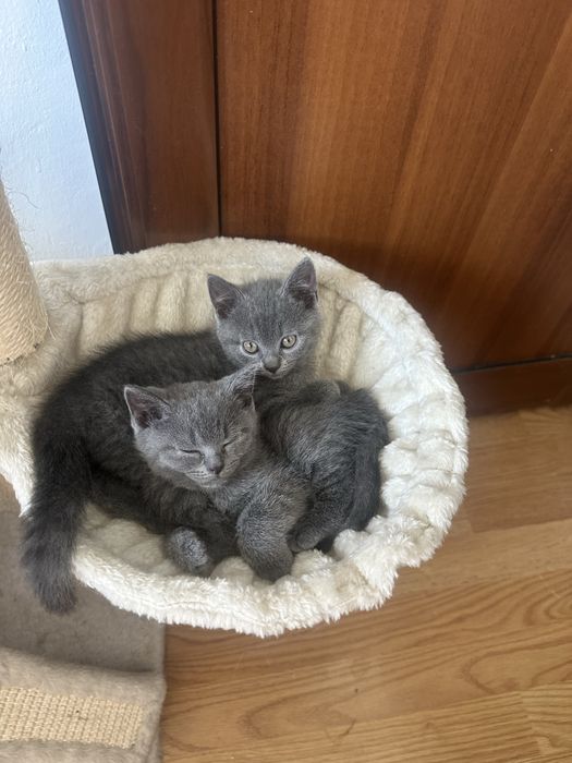Британски късокосмести котета