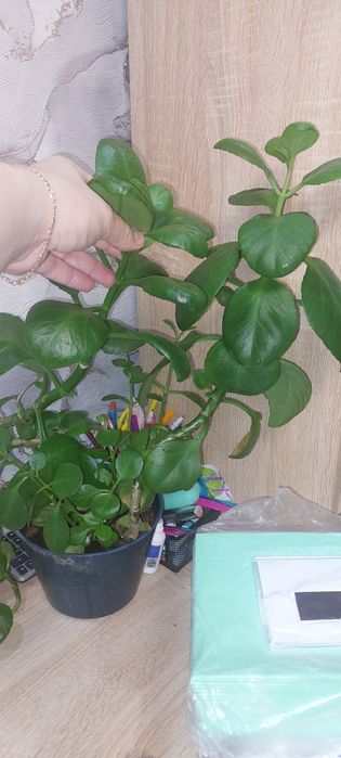 Каланхоэ блоссфельда