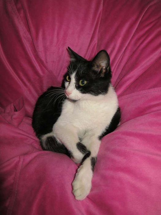 кот, возраст 1,3, мальчик