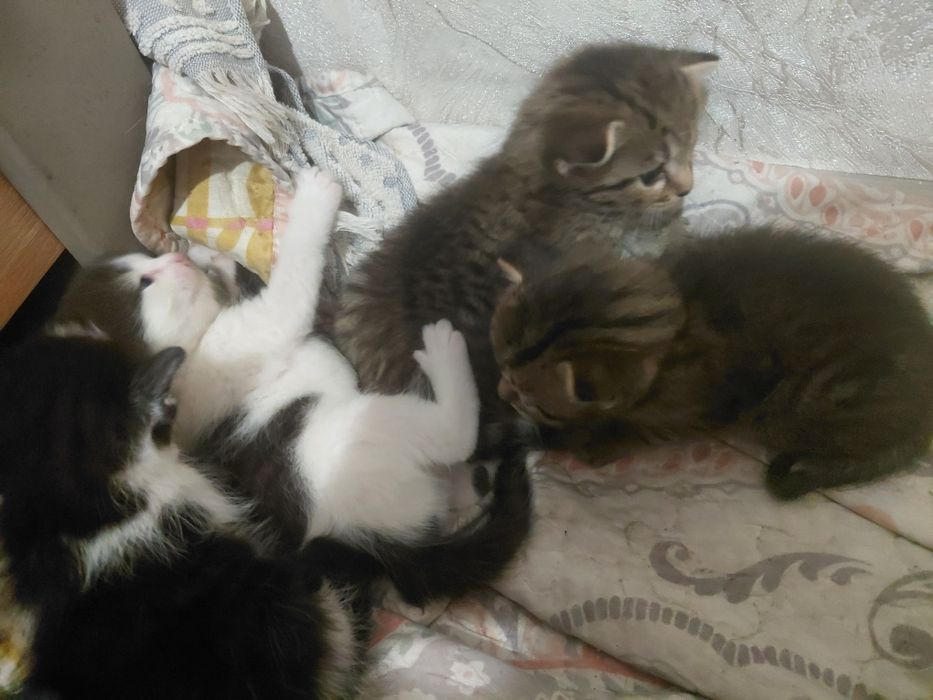 Отдам котят даром