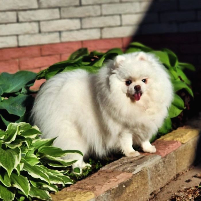 Резерв щенков померанского шпица