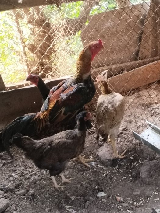 Продам куры и дакана