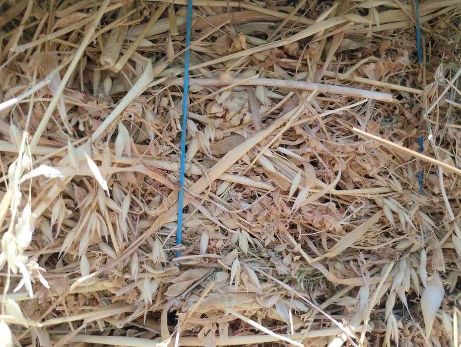 Baloți ovăz cu borciag