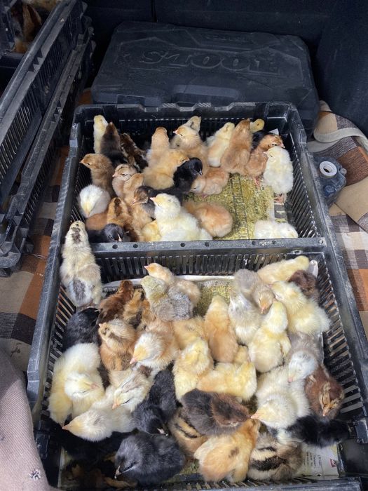 Цыплята домашние