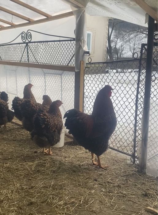 Oua incubat wyandotte